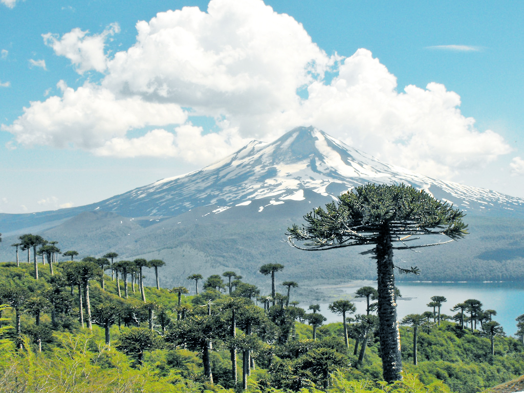 Araucaria araucana trees in Conguillío National Park.