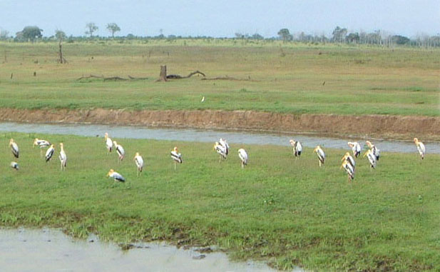 Udawalawe National Park